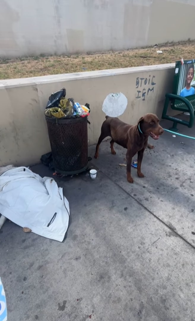Adorable Doberman