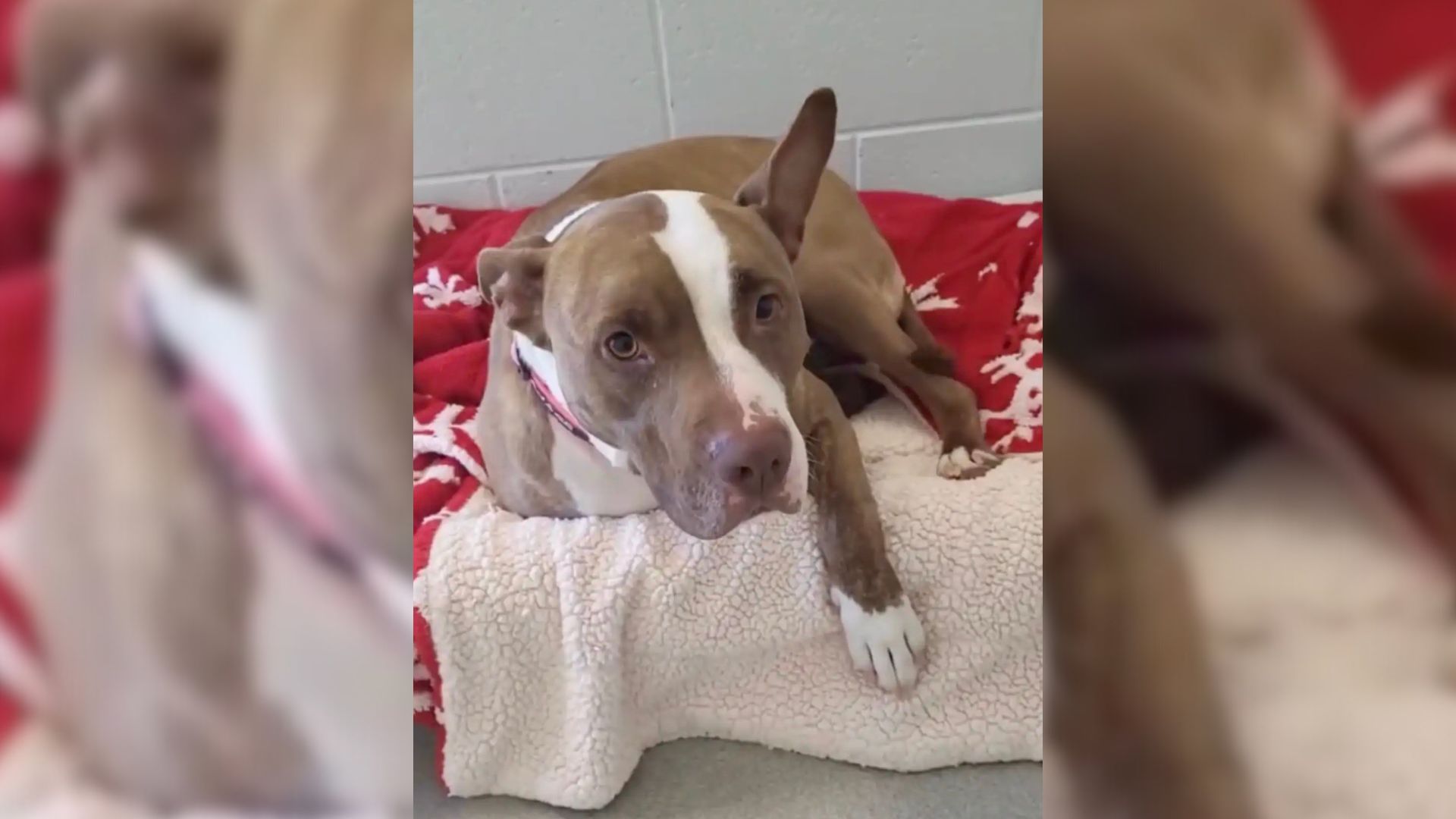 After 1,400 Days In A Tennessee Shelter, Dog Watches Her Friend Get Adopted, Then Gets The Surprise Of Her Life