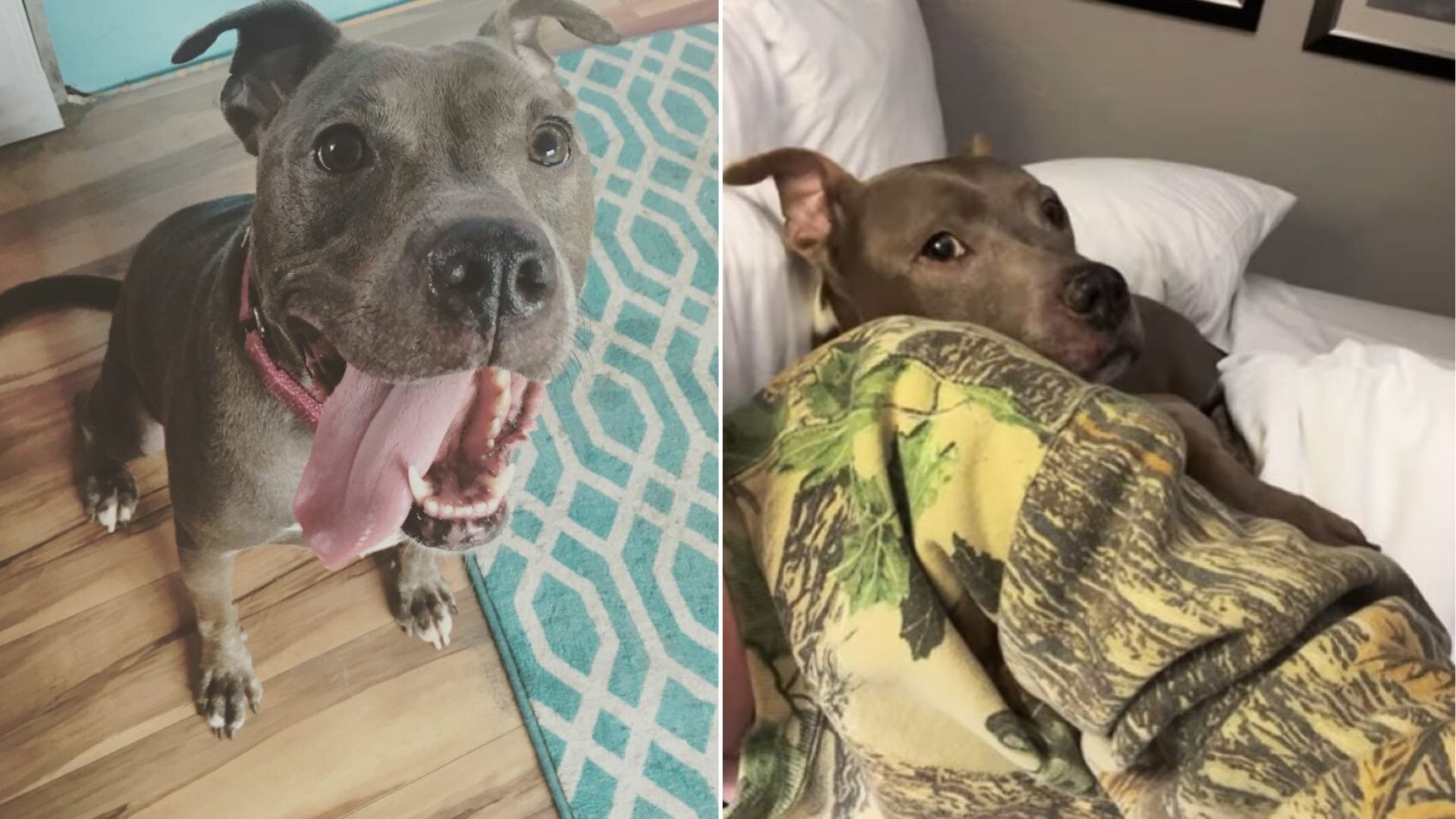 senior gray dog