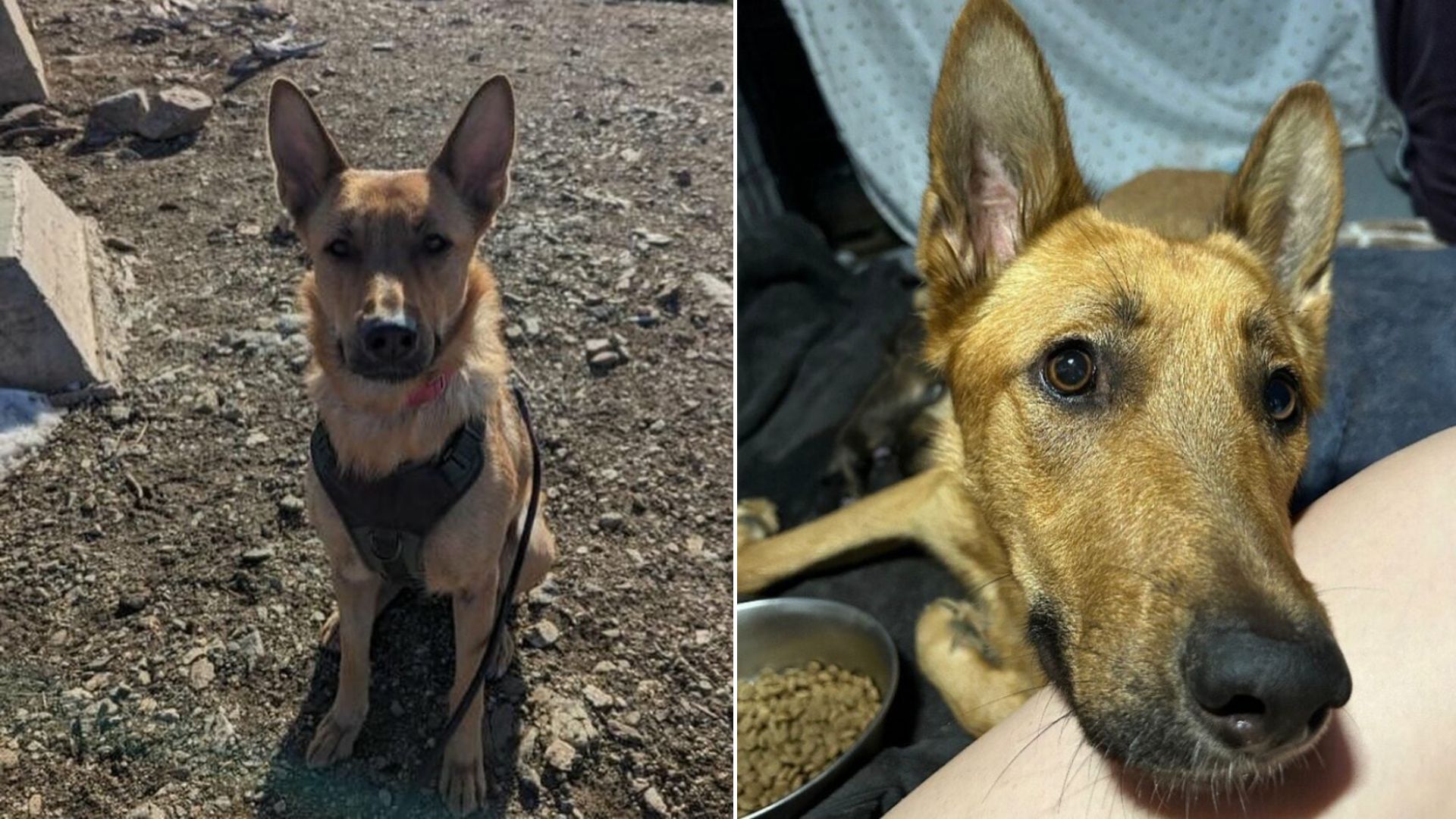 After Heartbreaking Loss Of Her Puppies, California Dog Becomes A Guardian For Orphans