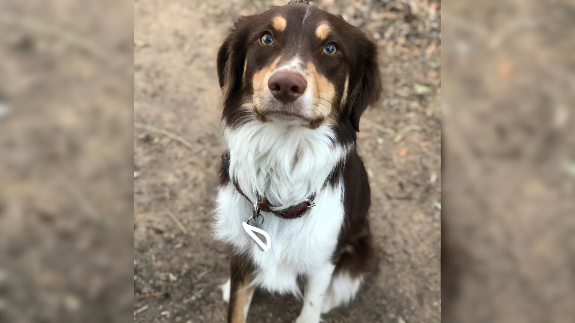 cute dog