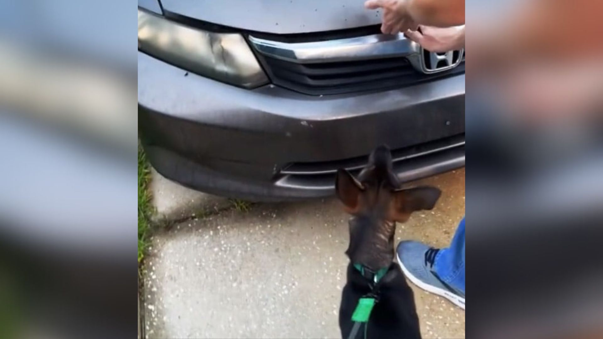 dog and parked car