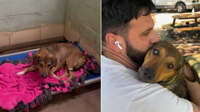 returned dog in shelter
