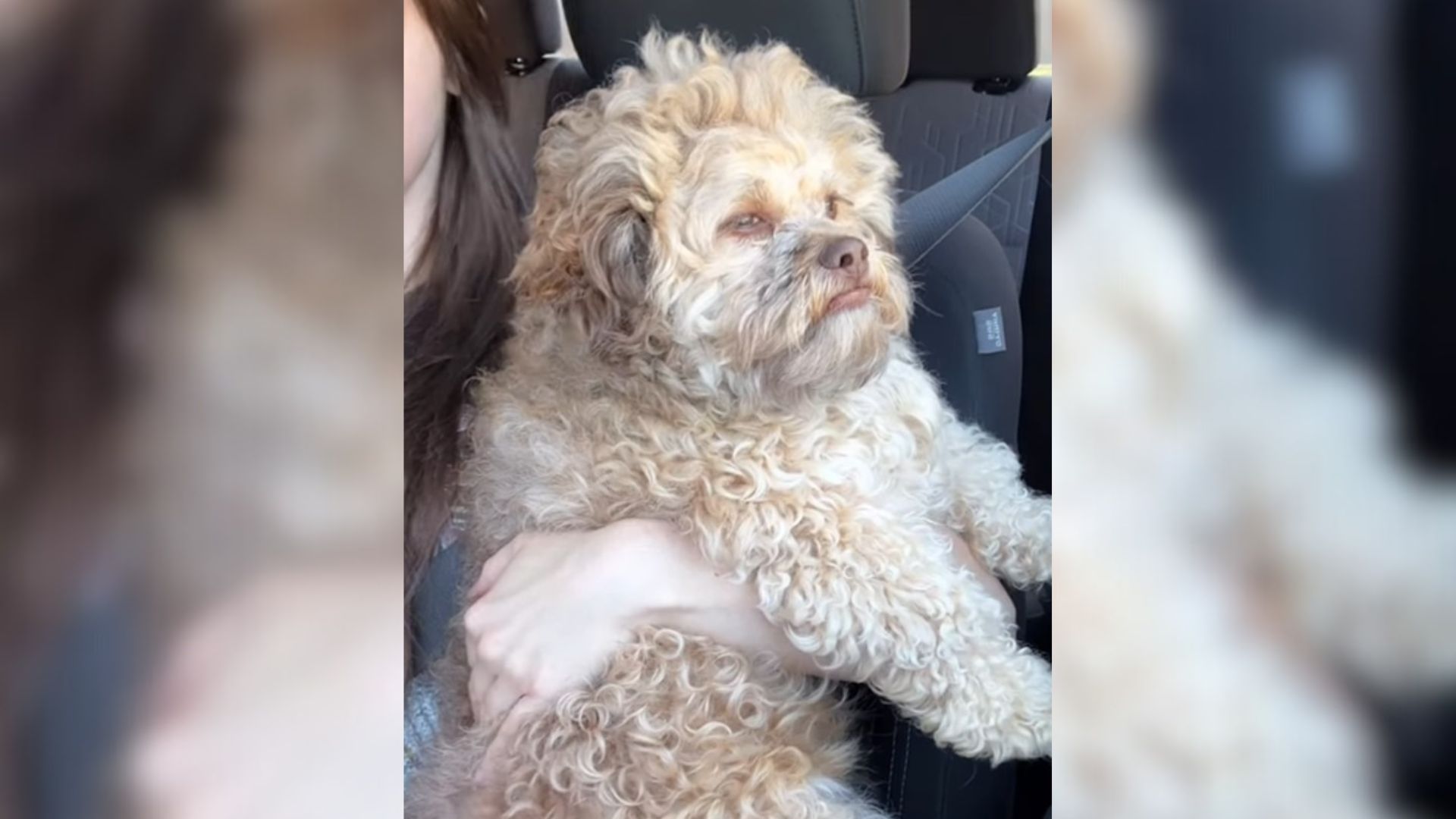 Alabama Dog Has A Face That Looks Just Like A Human’s, And The Internet Can’t Get Enough