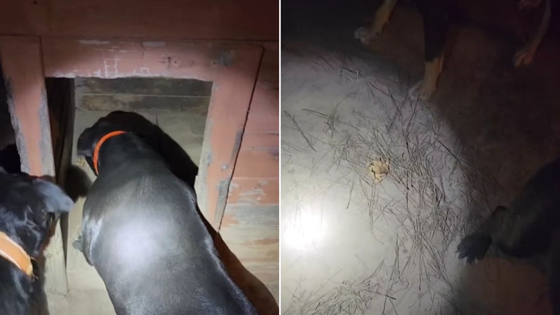 Alabama Dogs Sound The Alarm Over A Threat That Leaves Their Owner Laughing