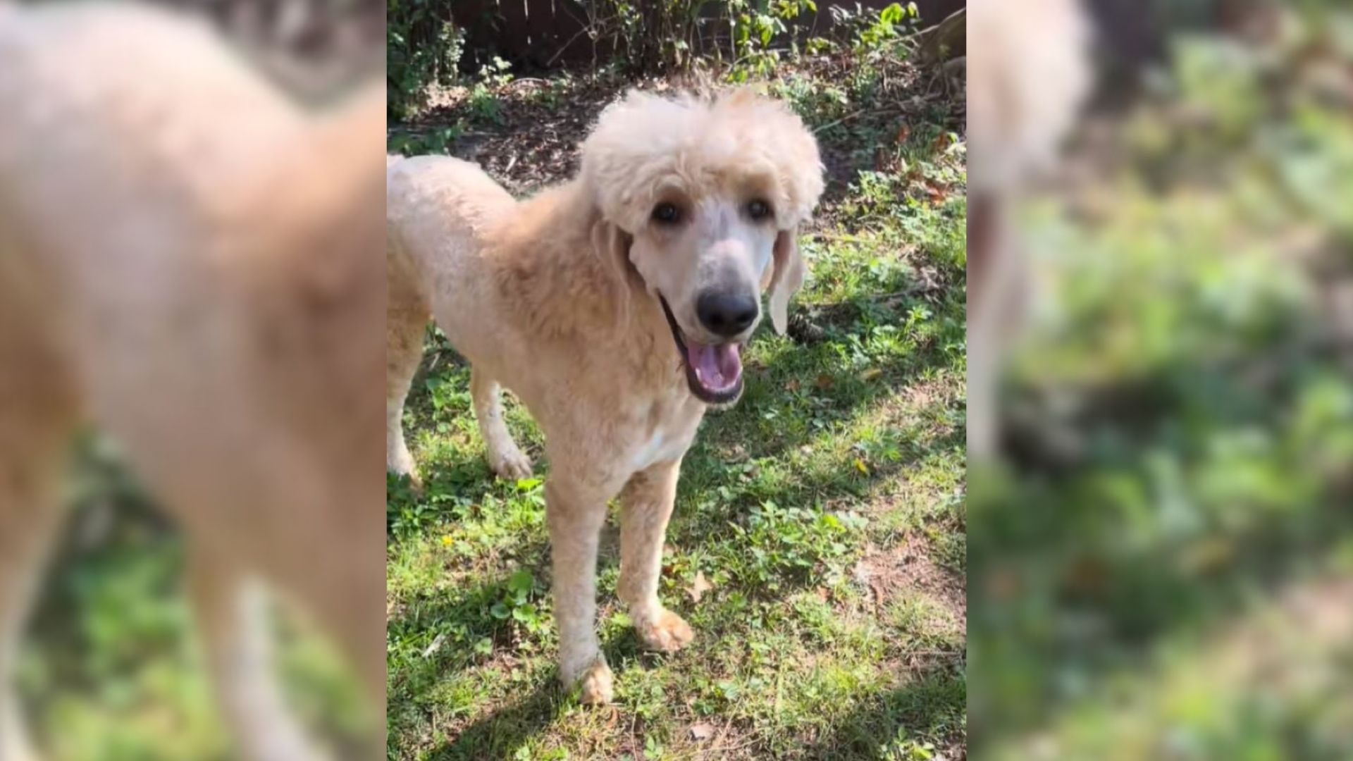 Alabama Owner’s Trip To The Groomer Ends With A Dog Makeover No One Expected