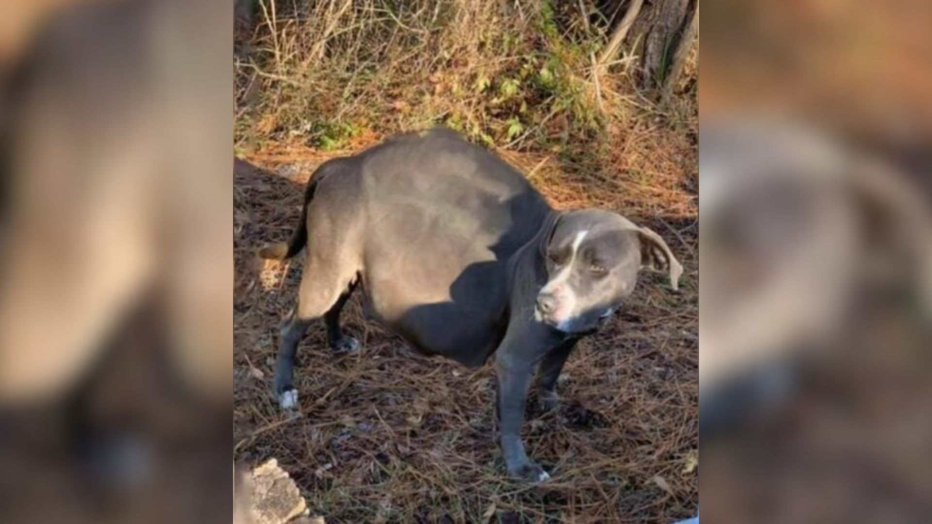 Alabama Stray On The Brink Of Giving Birth Waits Helplessly By The Road Until Strangers Step In