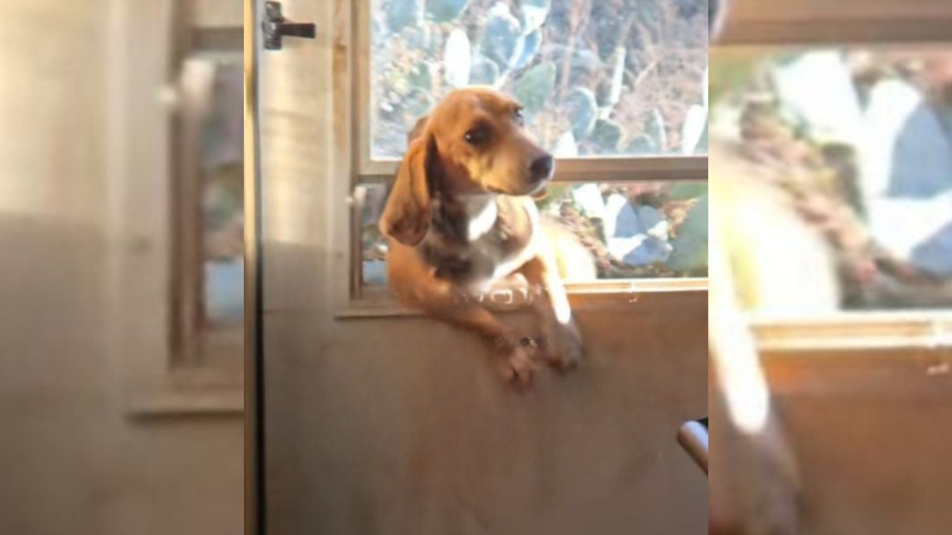 Alabama Woman’s Dinner Turns Heartwarming When Stray Dog Joins Her Dogs