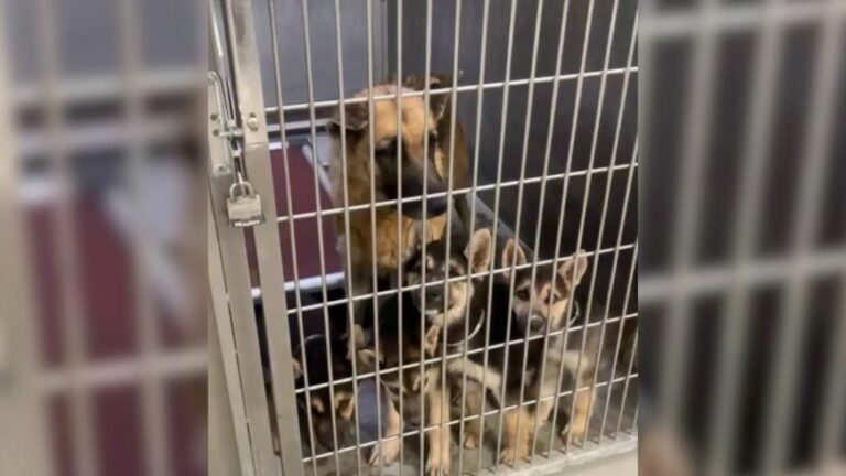 cute puppies in cage