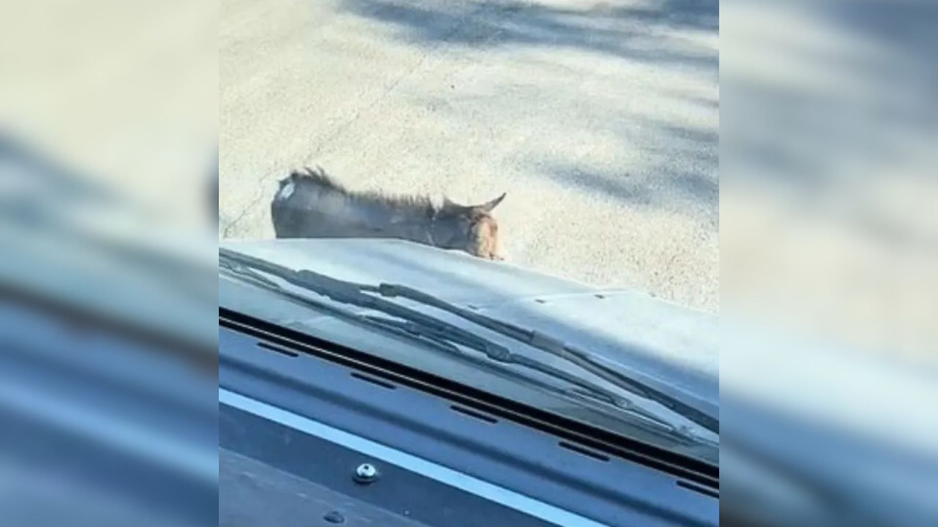 Amazon Delivery In Texas Takes A Surprising Turn When A Four-Legged Friend Shows Up