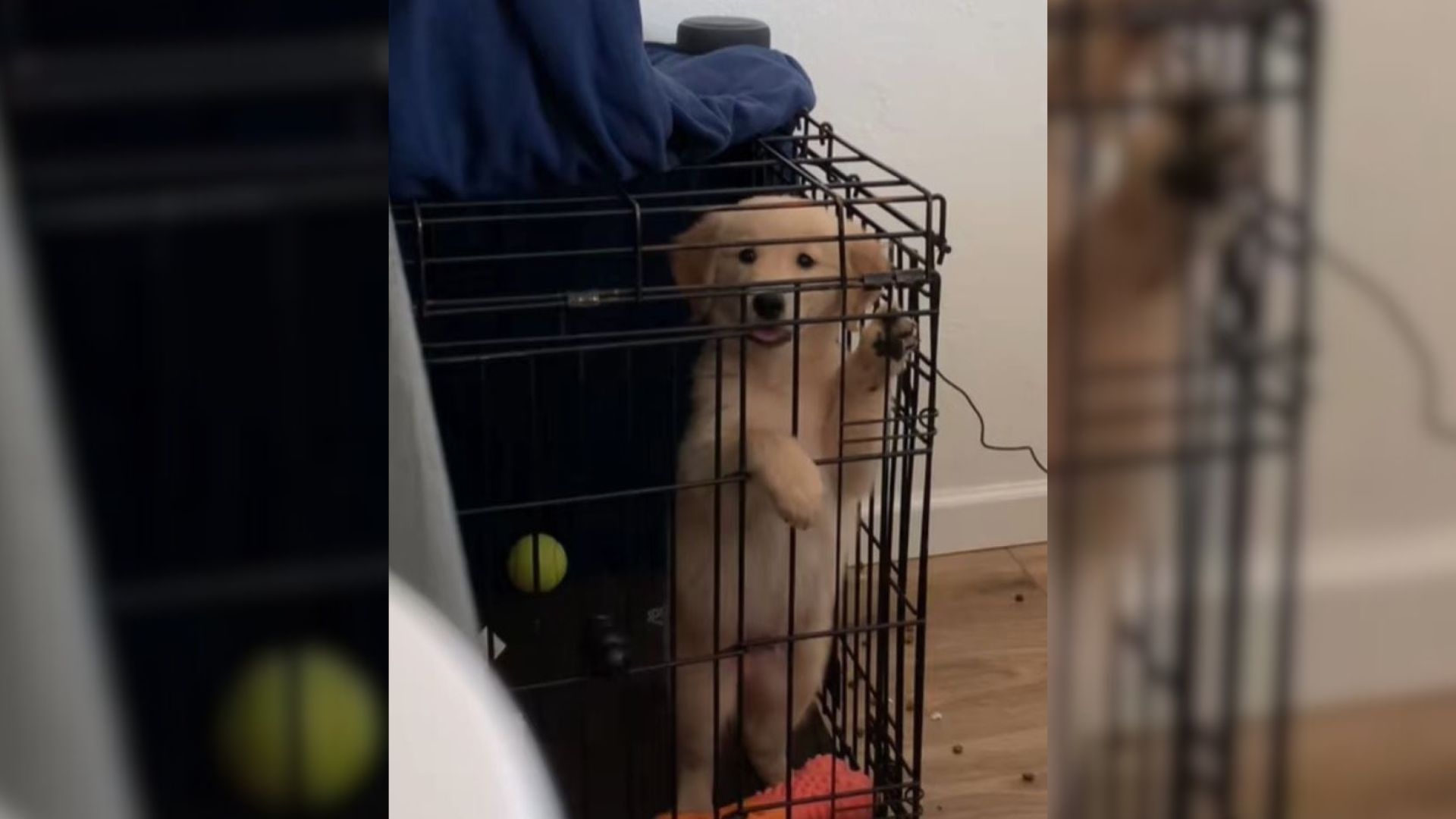 dog in crate