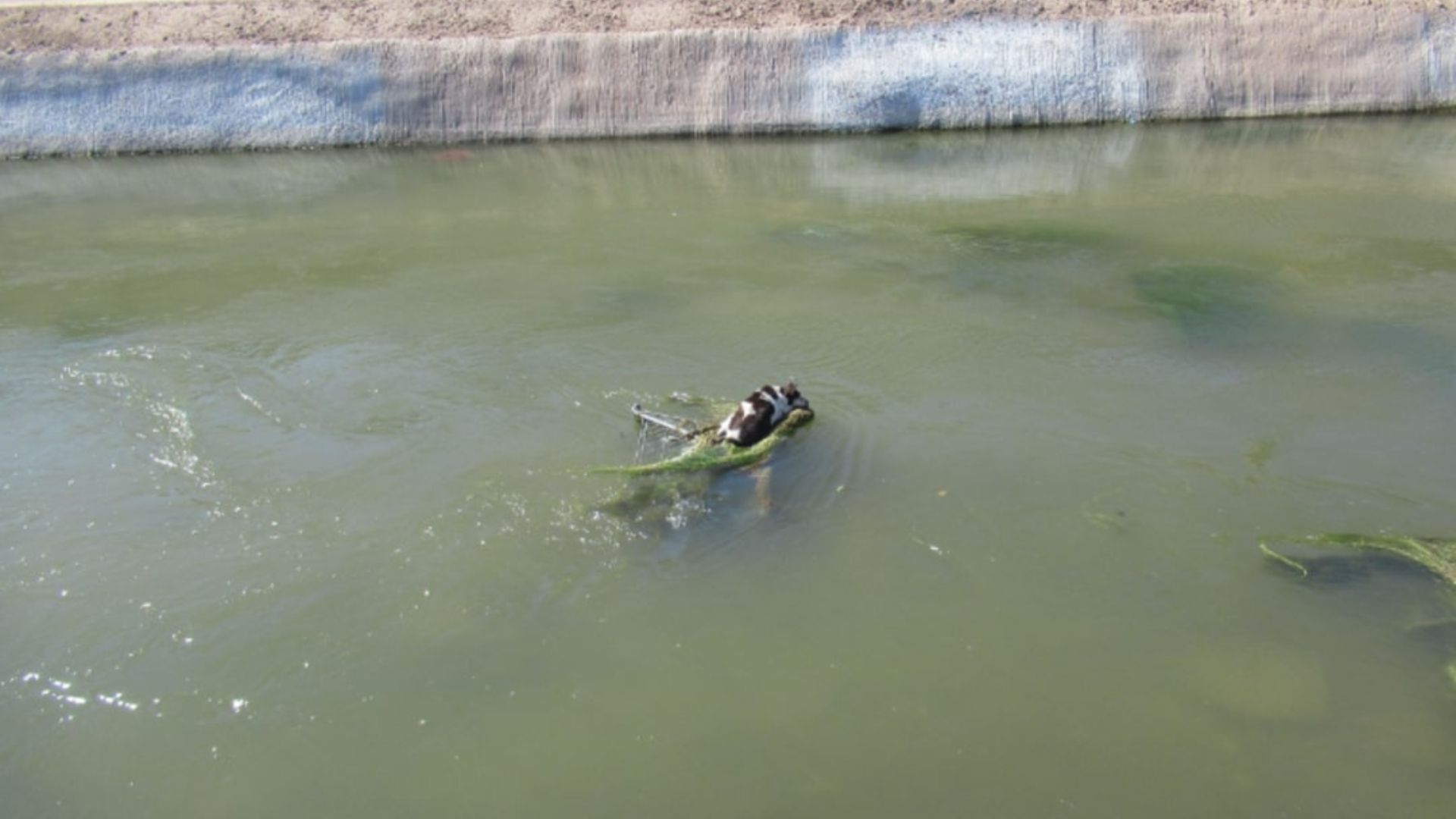 dog stranded in canal
