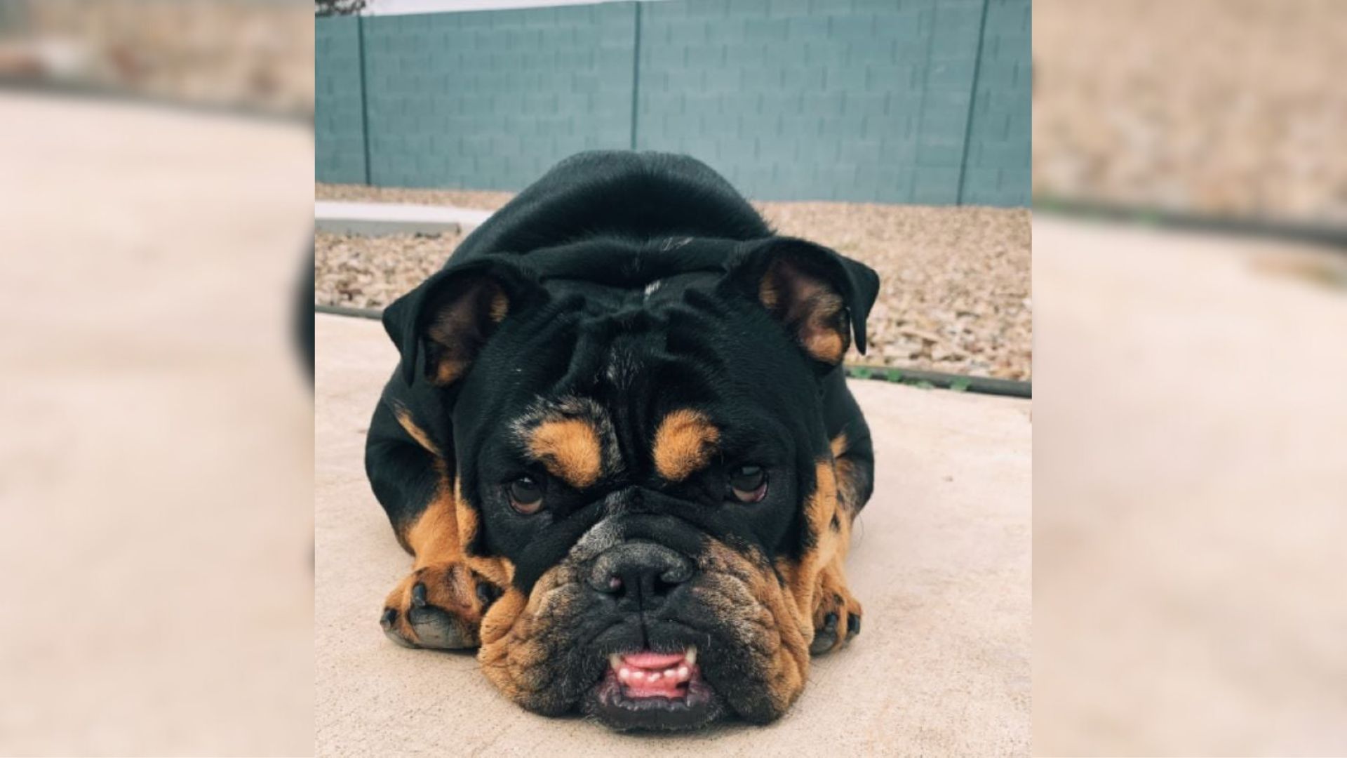 Arizona Owner Takes Dog To Daycare, Unknowingly Meets The Next Member Of The Family