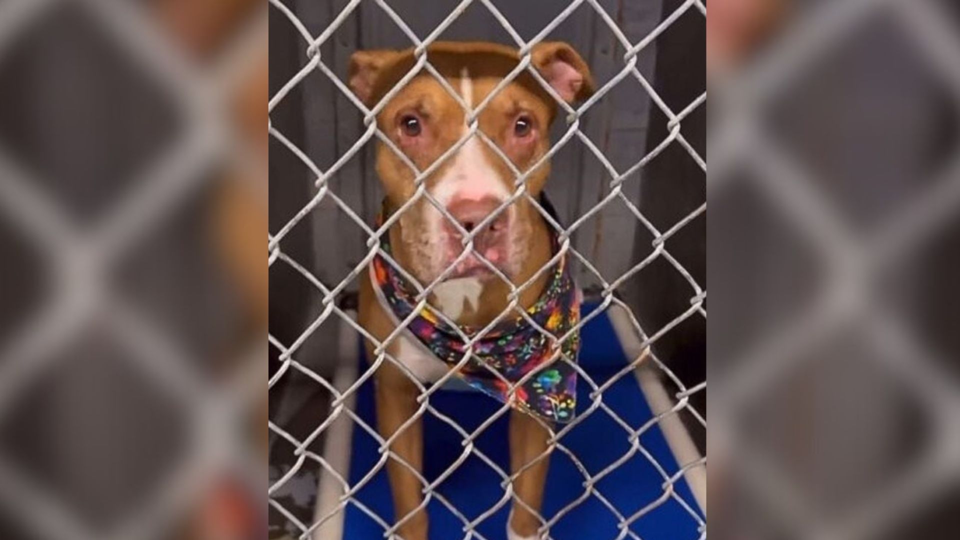 Arizona Pup Saved From Euthanasia Finally Finds The Family Of His Dreams