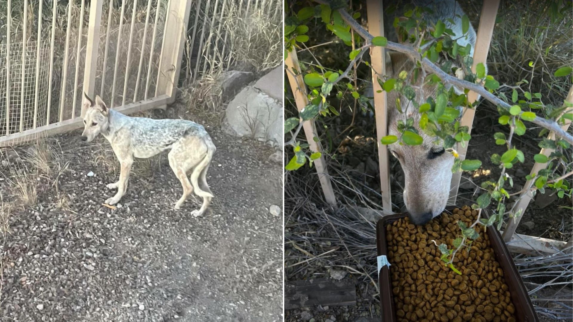 Arizona Resident Shocked To Learn The “Coyote” In Her Backyard Isn’t A Coyote At All