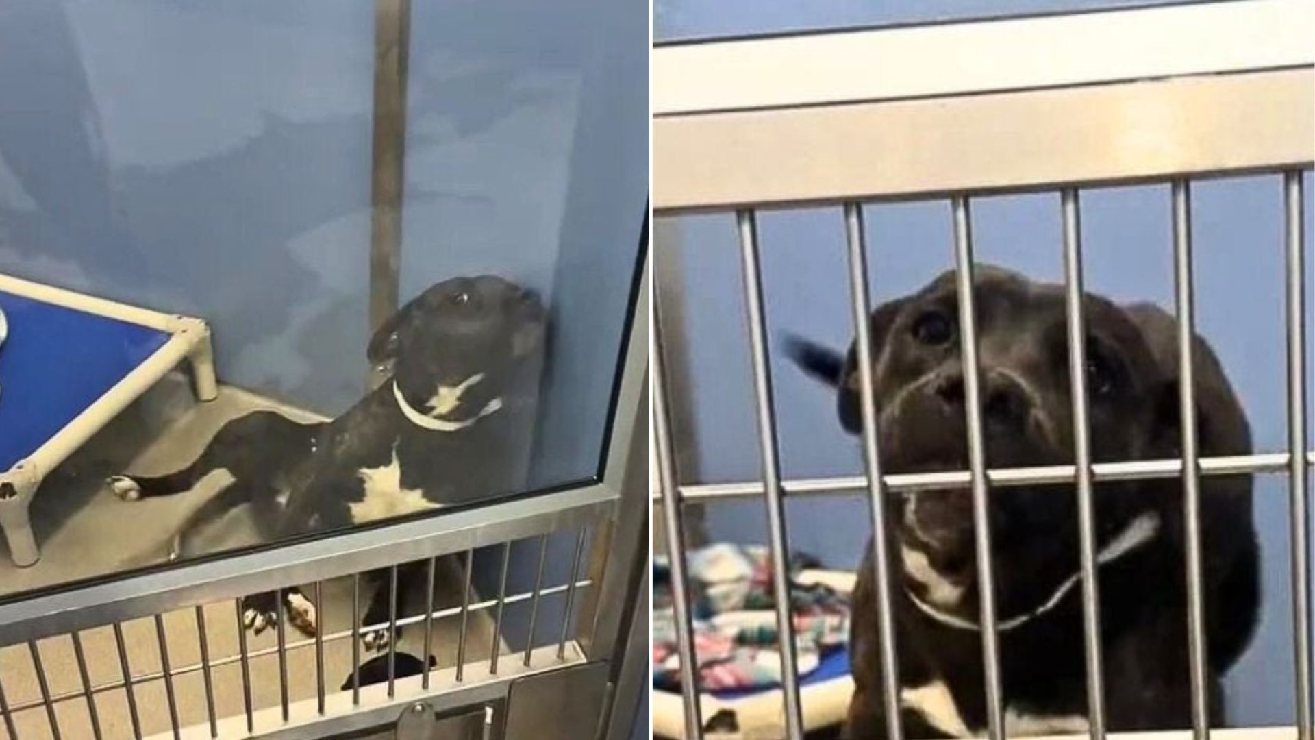shelter dog