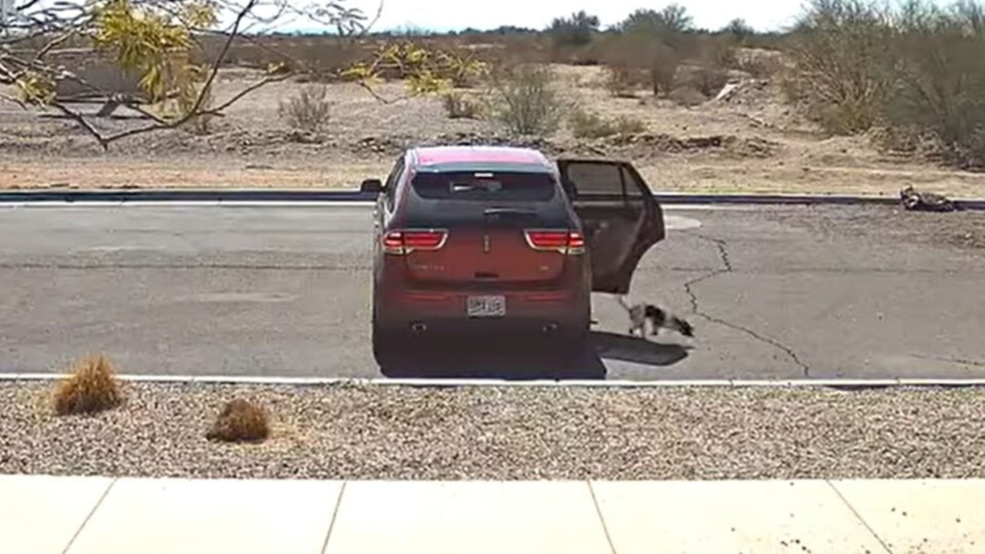Arizona Woman Caught On Video Throwing A Dog From Her Car With Cold Parting Words