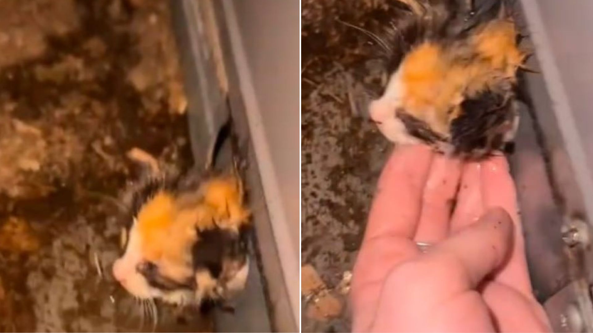 tiny animal