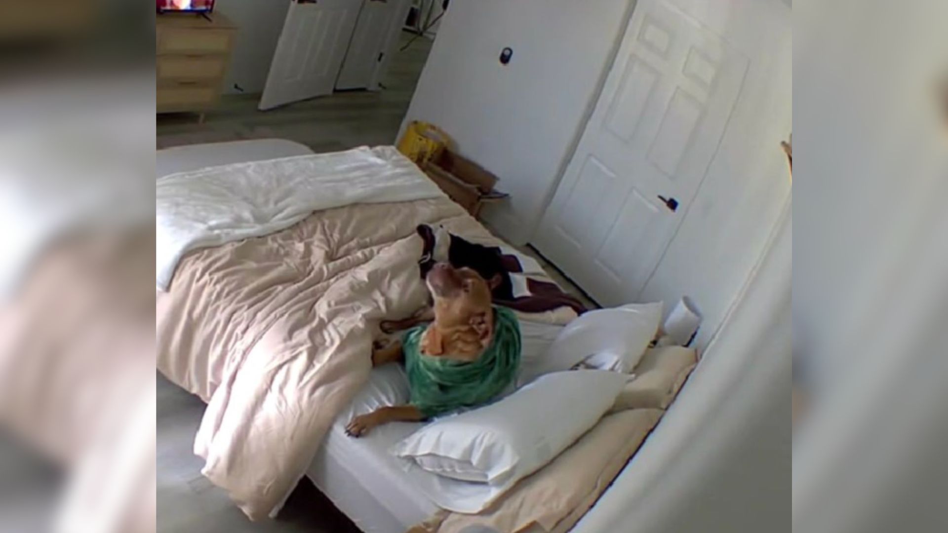 dog in bed