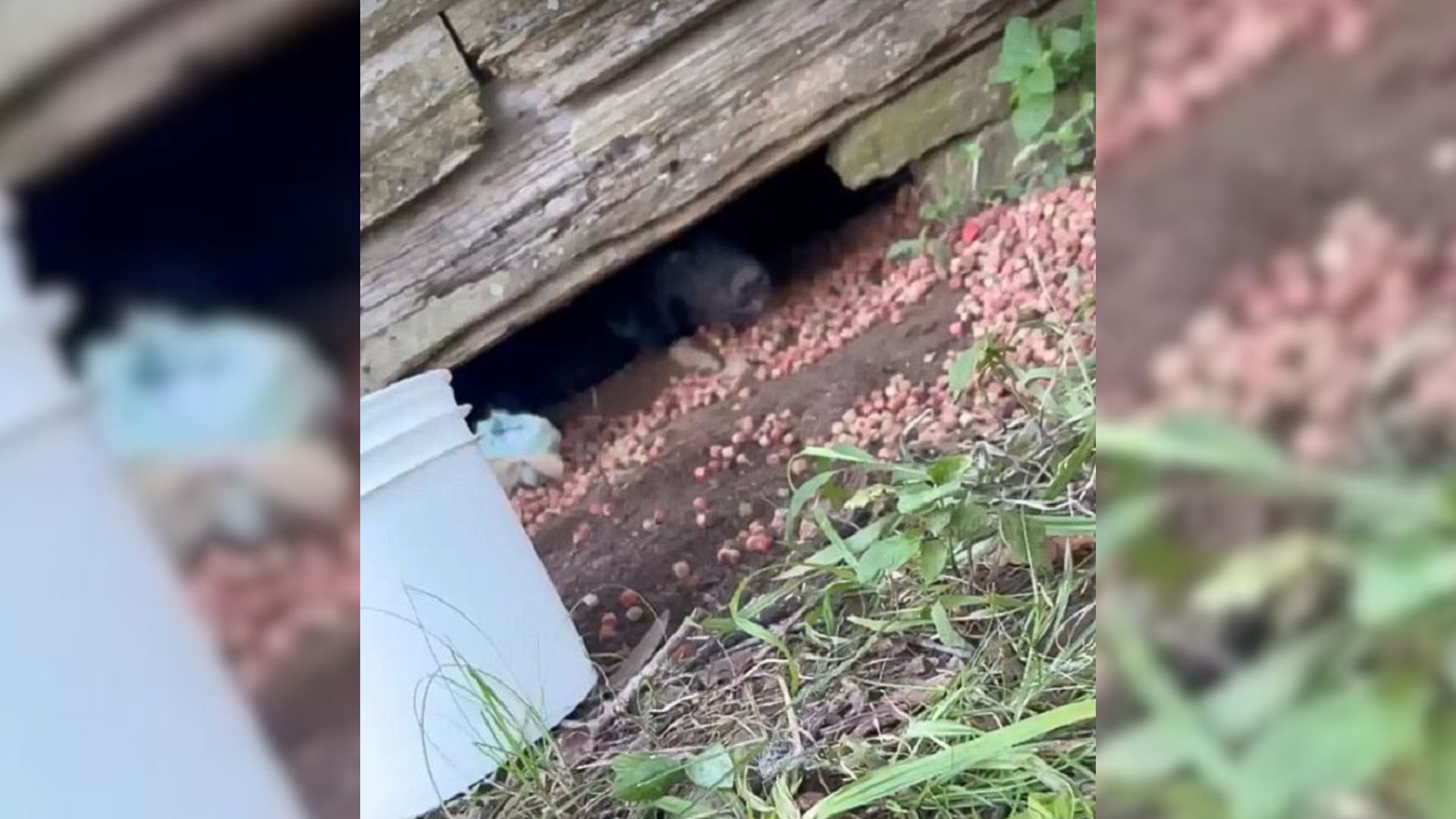 dog under a house