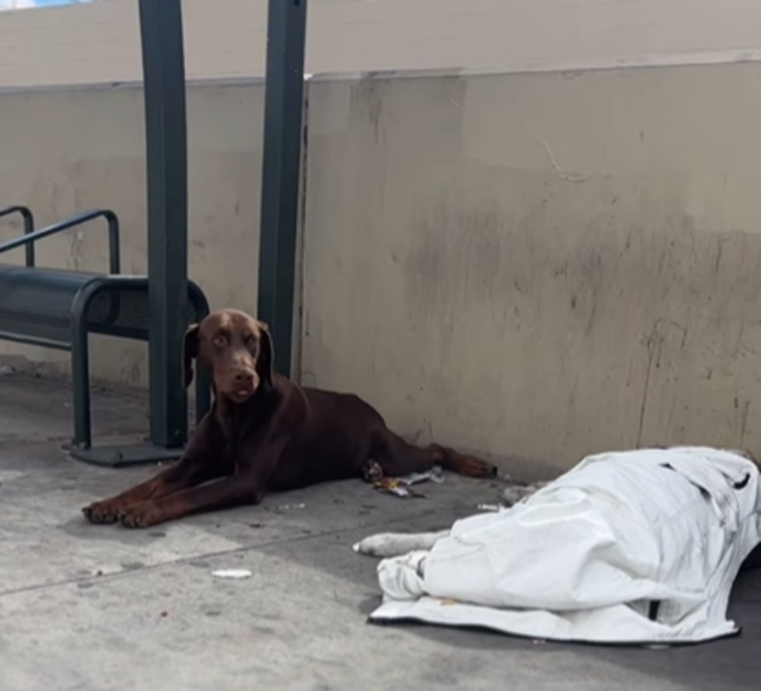 Big Doberman