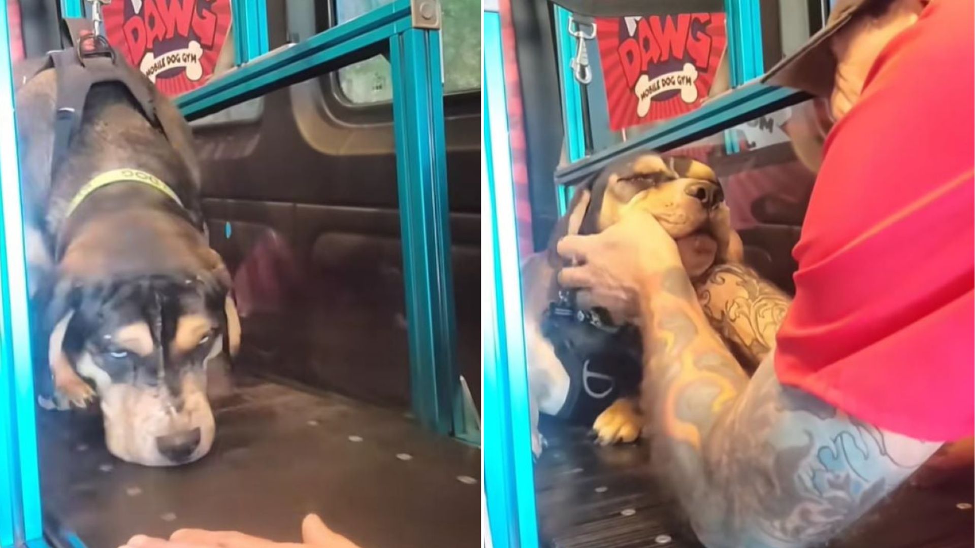 Blind Dog Abandoned At Nevada Shelter Finds Support To Heal And Rebuilds His Life