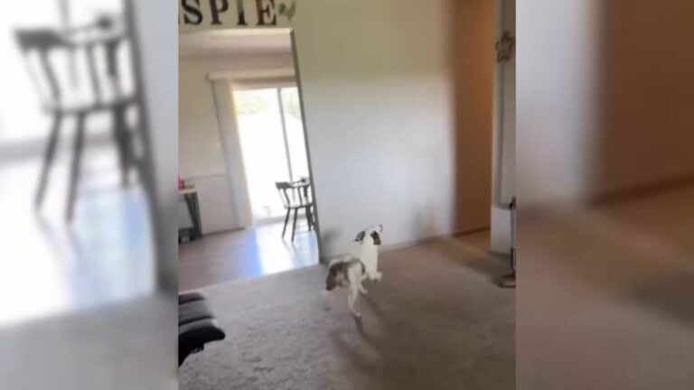 blind dog