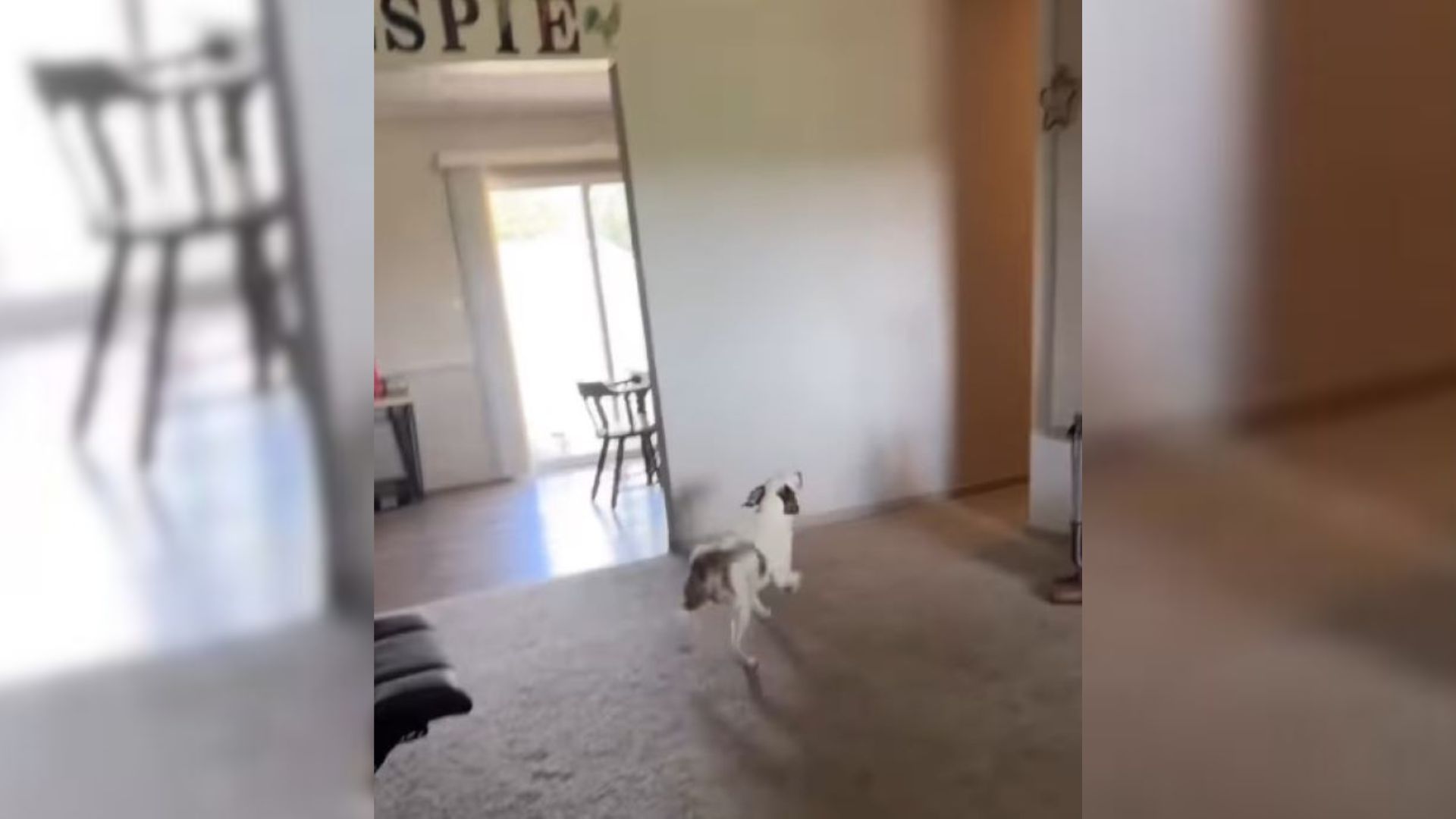 blind dog