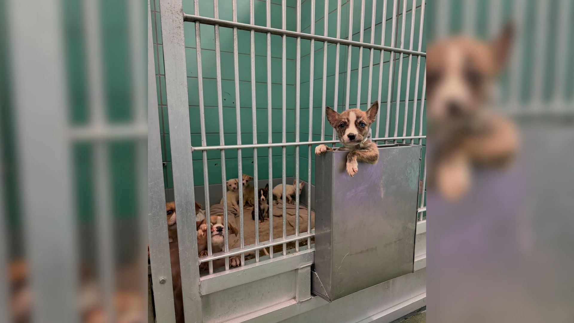 Brave Texas Puppy’s Escape Fuels Hope As He Protects His Family From Euthanasia