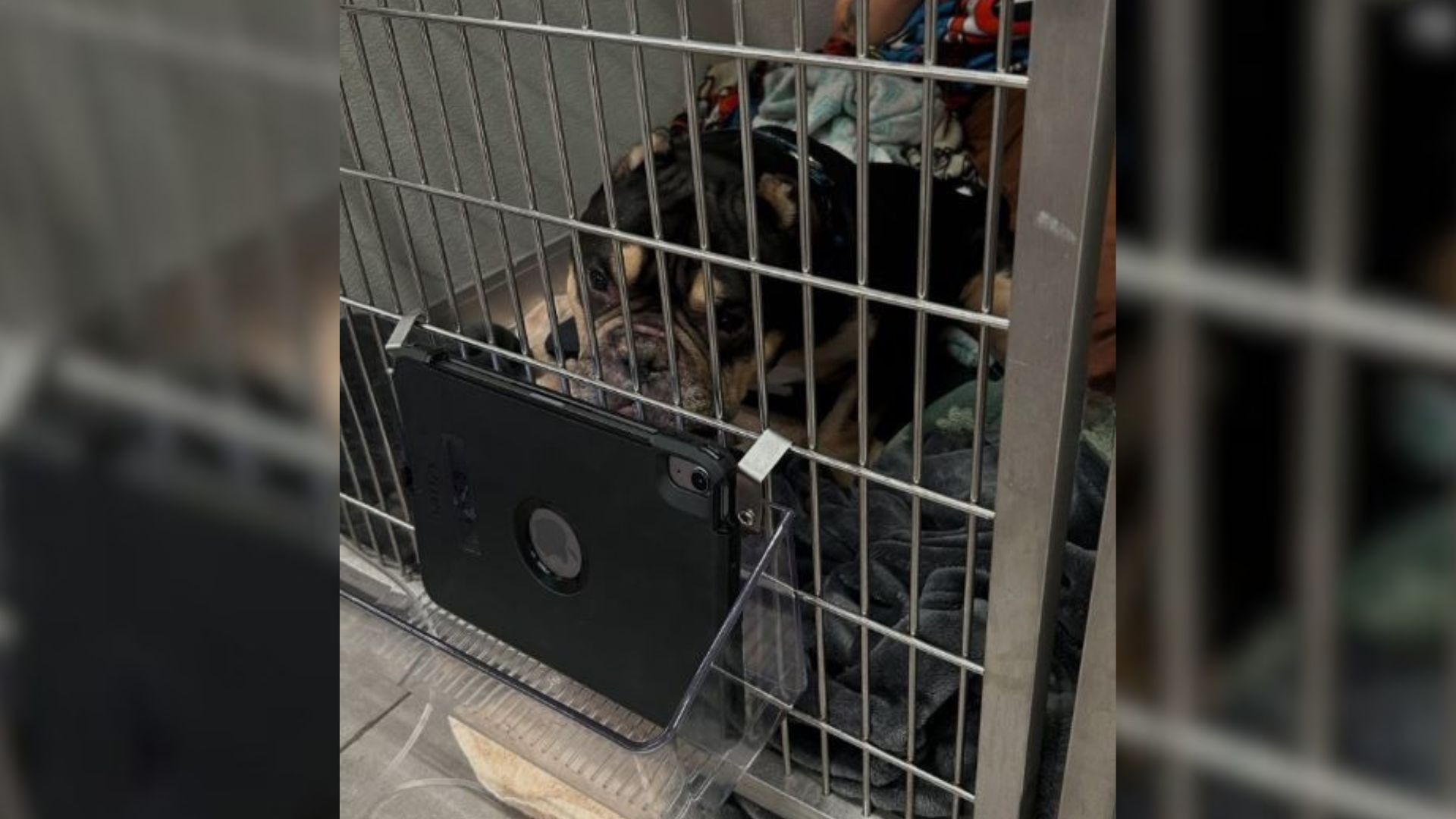 starving Bulldog