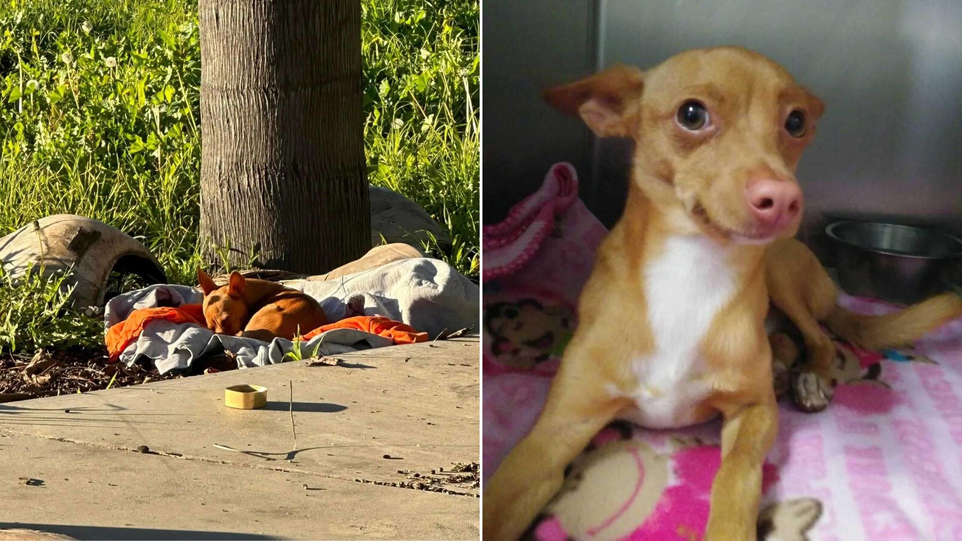 California Construction Workers Find Lonely Puppy Sleeping On A Blanket And Call For Help