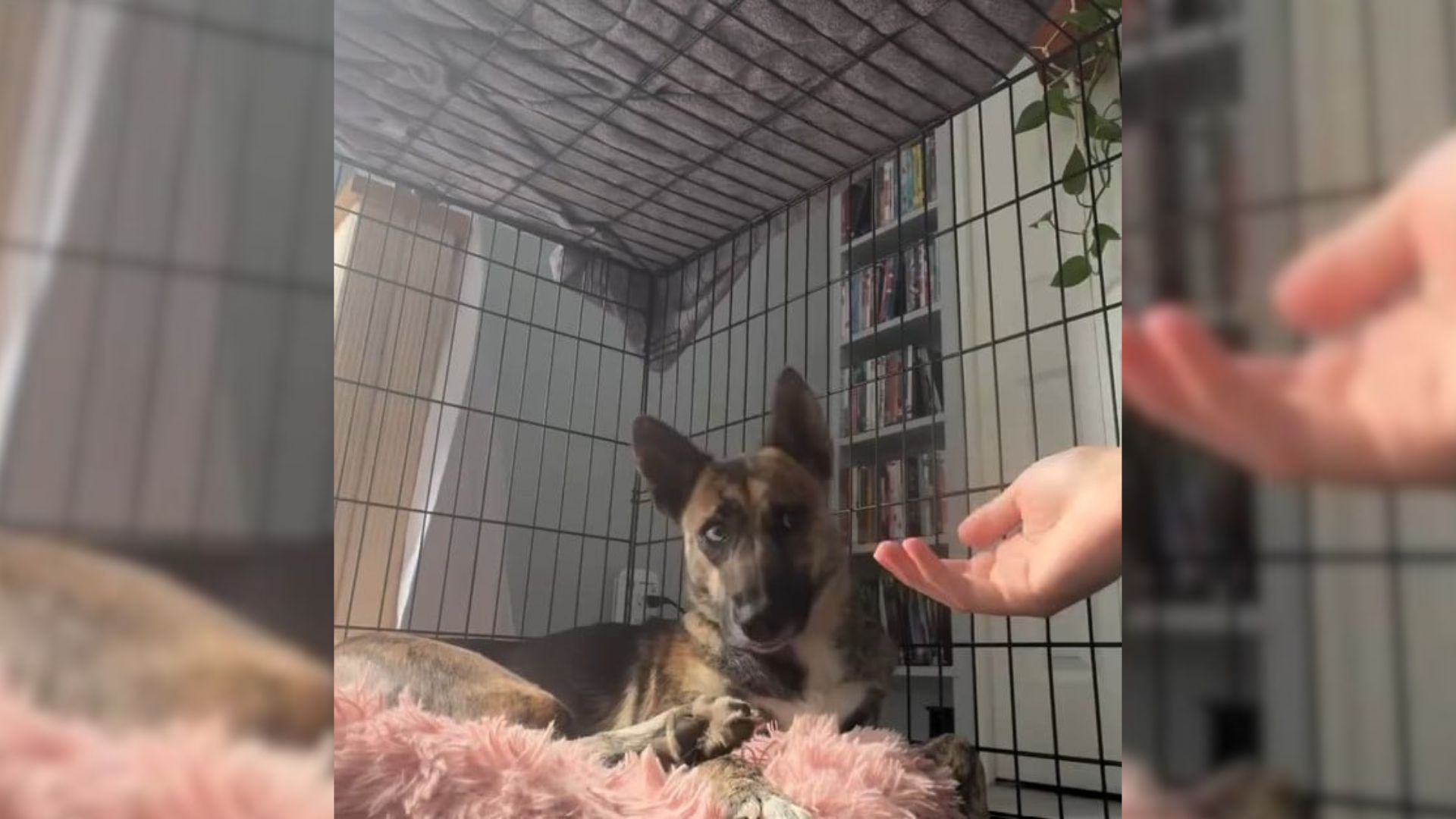 dog in crate
