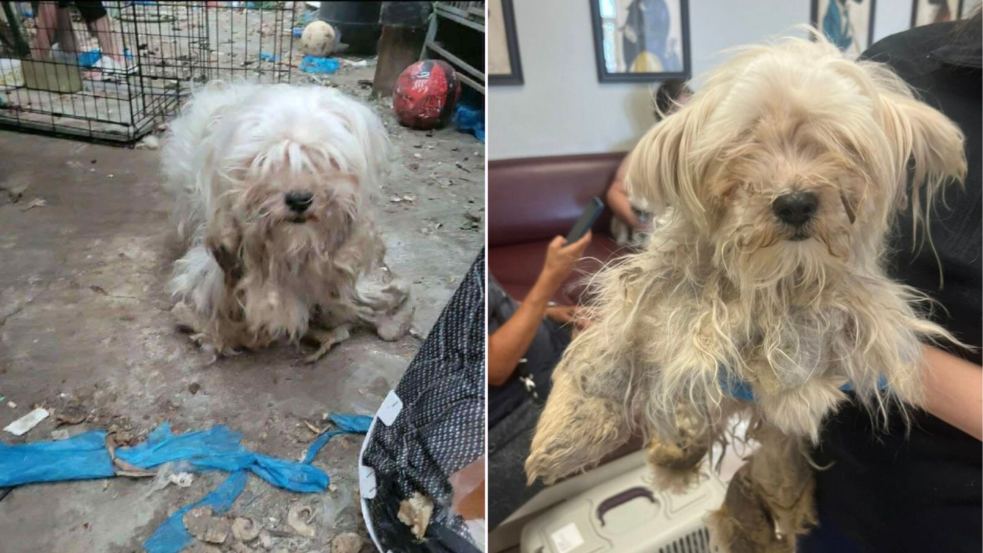 California Dog Abandoned In A Vacant Home Is Discovered After A Week Of Crying Alone