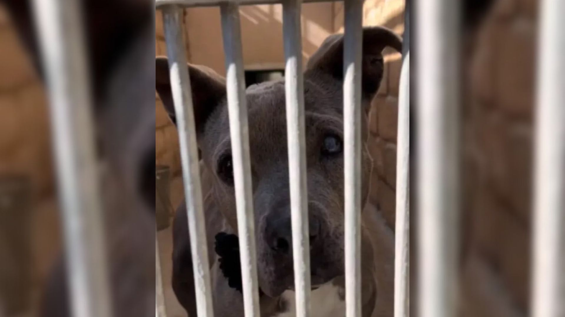 California Dog Left Behind In Her Golden Years Waits For A Family To Love Her Forever