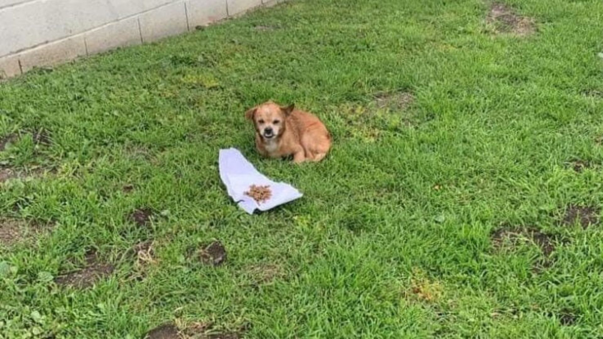 California Dog Left On Streets In Heartbreak, Waiting 2 Weeks For Owners Who Abandoned Him