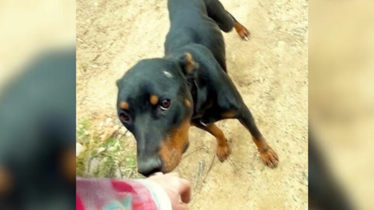black dog
