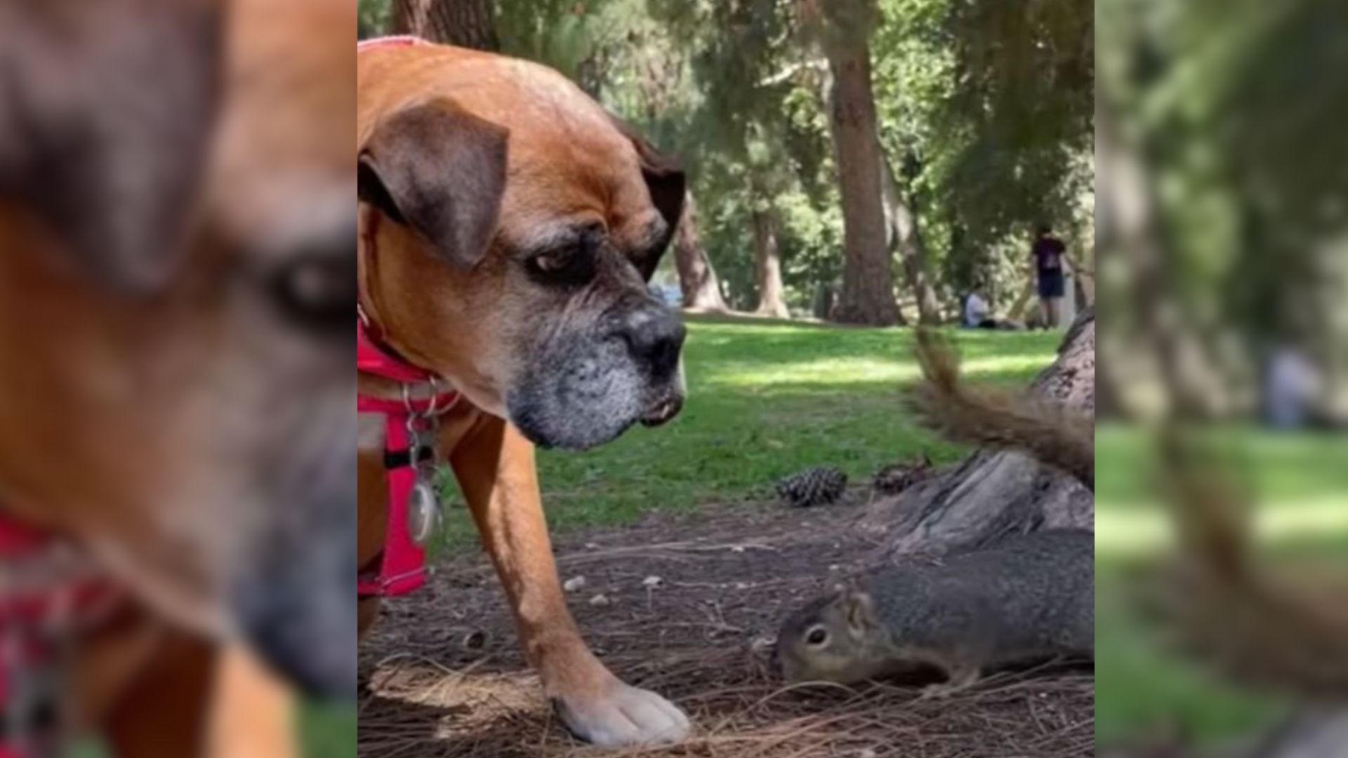 California Dog Once Labeled ‘Unadoptable’ Finds Comfort In An Unlikely Friendship