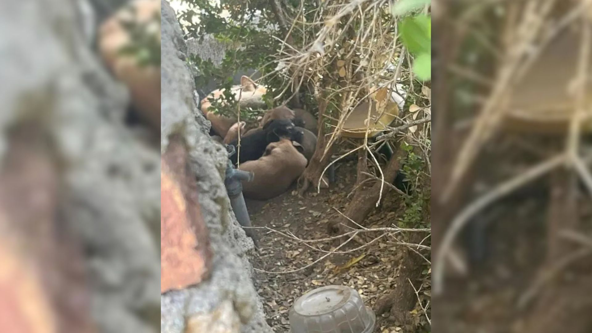 abandoned puppies
