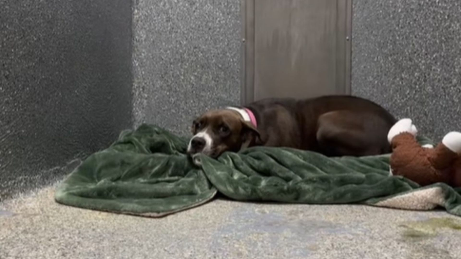 California Dog Rescued With 3 Puppies Remains At Shelter After 220+ Days With No Interest