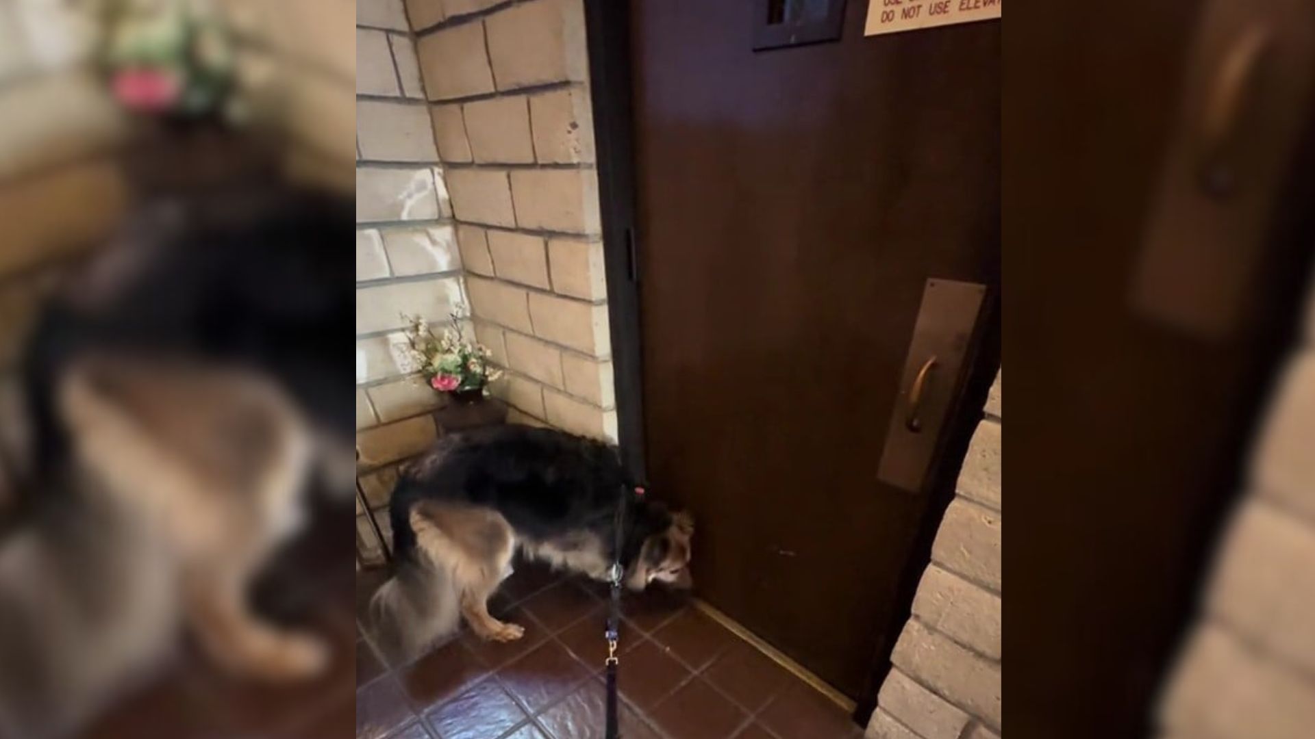 California Dog Sniffs His Way Through Apartment Building To Find His Favorite Human