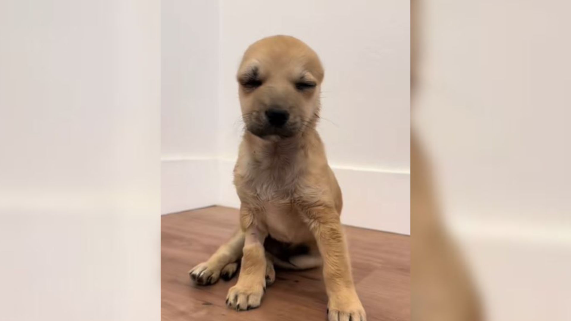 California Dog With Head Injuries Overcomes Abuse Thanks To Devoted Rescuer