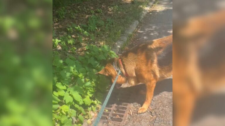 scared dog
