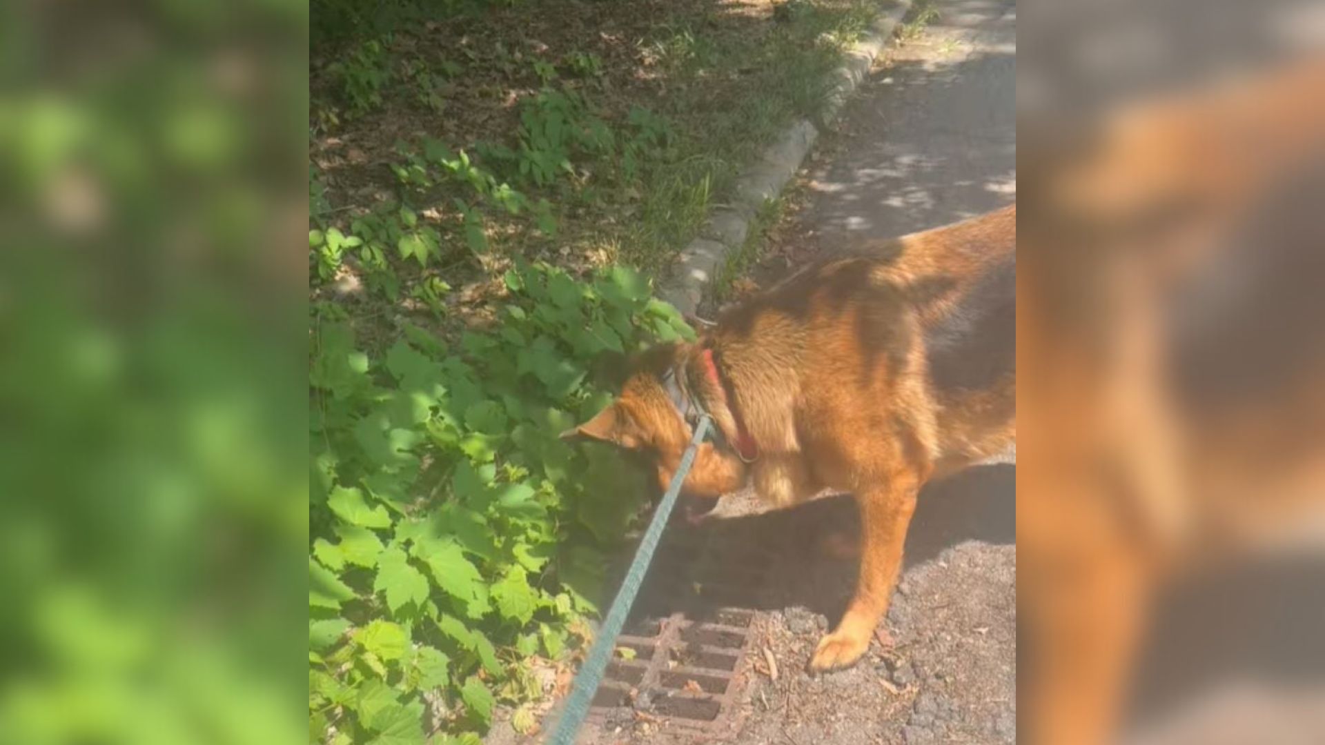 California Dog’s Sudden Fear Near Storm Drain Leaves Owner Searching For Answers