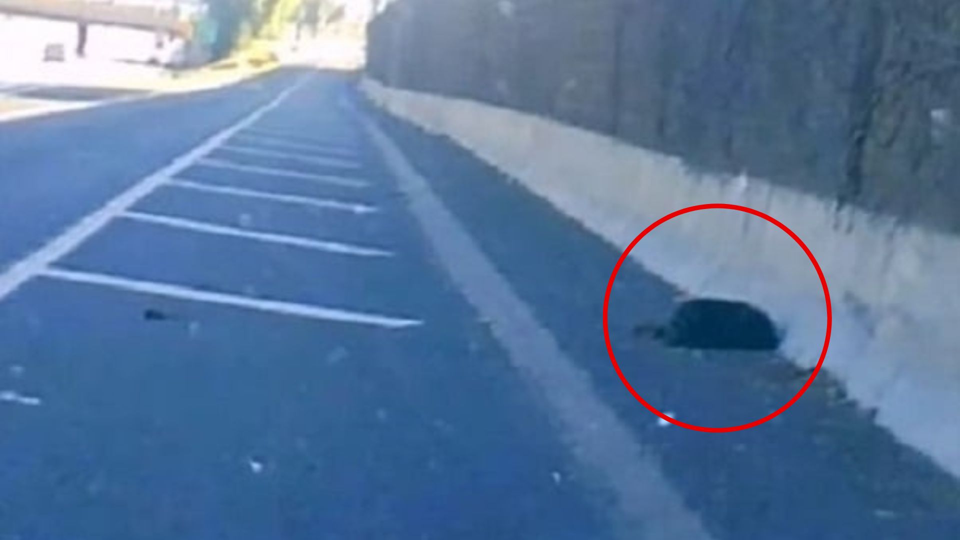 California Driver Notices Something Dark On The Freeway And Is Stunned When He Gets Closer