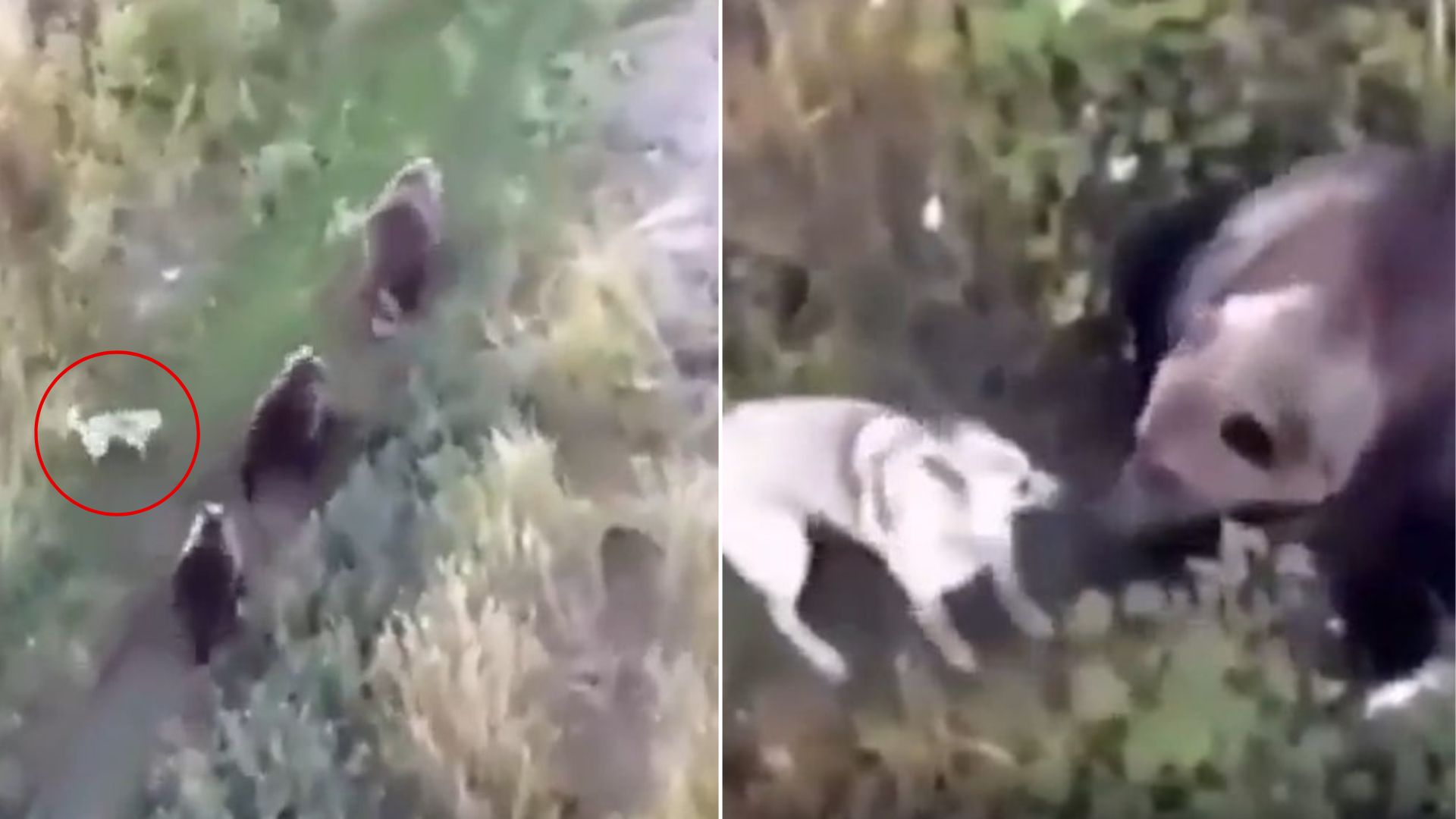 California Drone Search Takes Shocking Turn As Missing Husky Is Found Surrounded By Bears