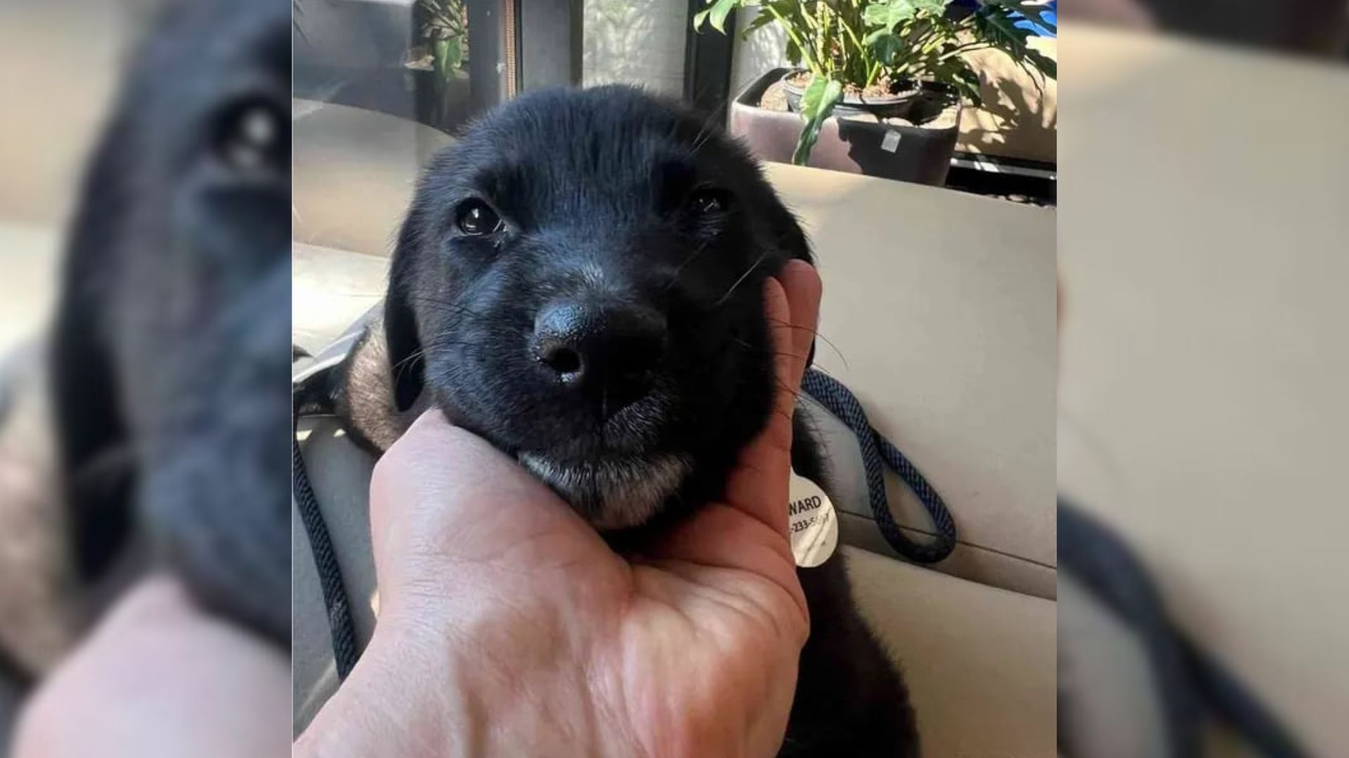 black puppy