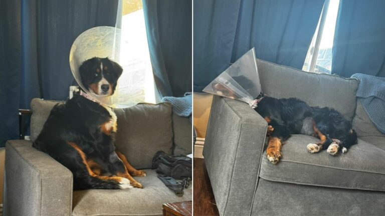 dog on sofa