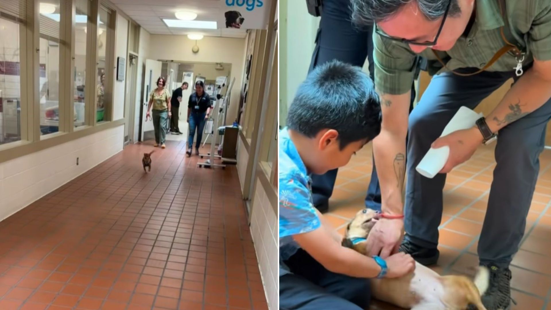 California Family Whose Dog Went Missing 13 Months Are Surprised When A Shelter Gave Them Surprising News