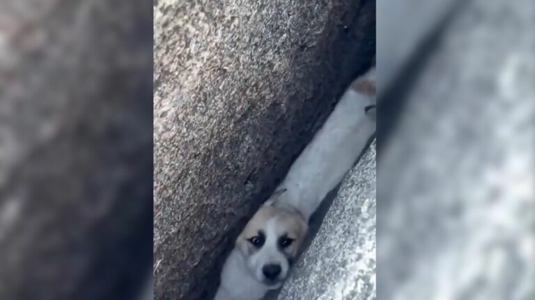 dog in crack