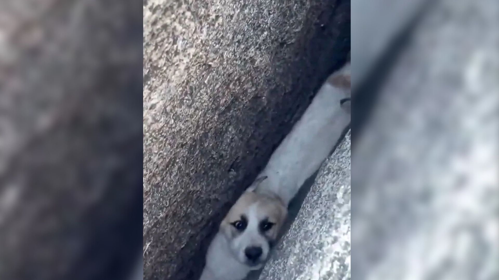 California Firefighters Were In Disbelief After Finding A Puppy Wedged In A Small Crack, So They Intervened